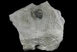 Eldredgeops Trilobite Fossil - New York #138811-1